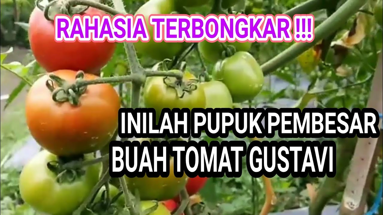 TOMAT GUSTAVI F1 PUPUK PEMBESAR BUAH