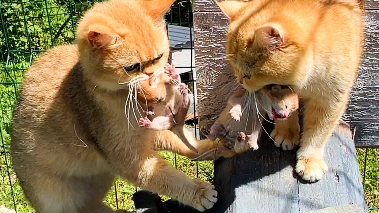 Две мамы кошки носят новорожденных котят в зубах. Кто из них родил?