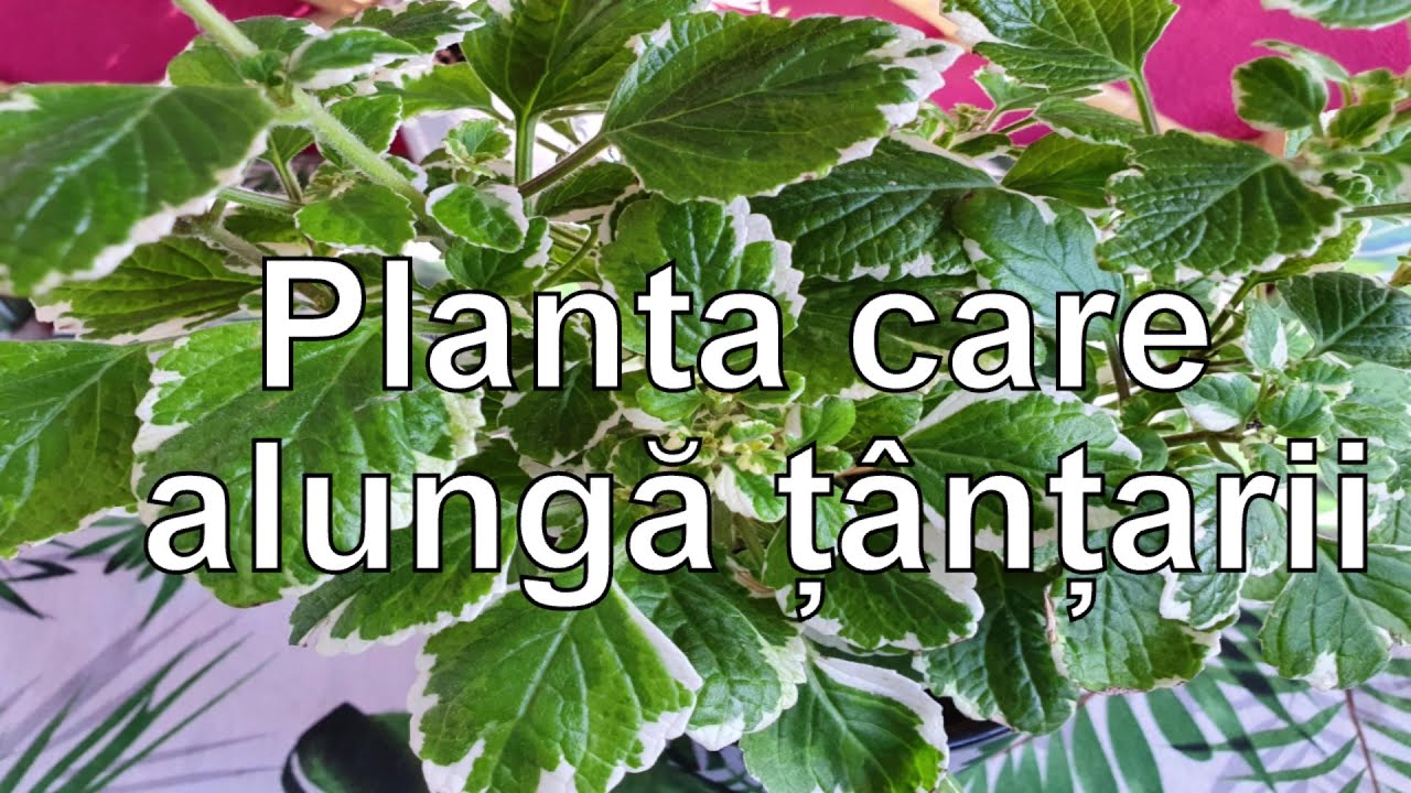 Planta care alunga tantarii!