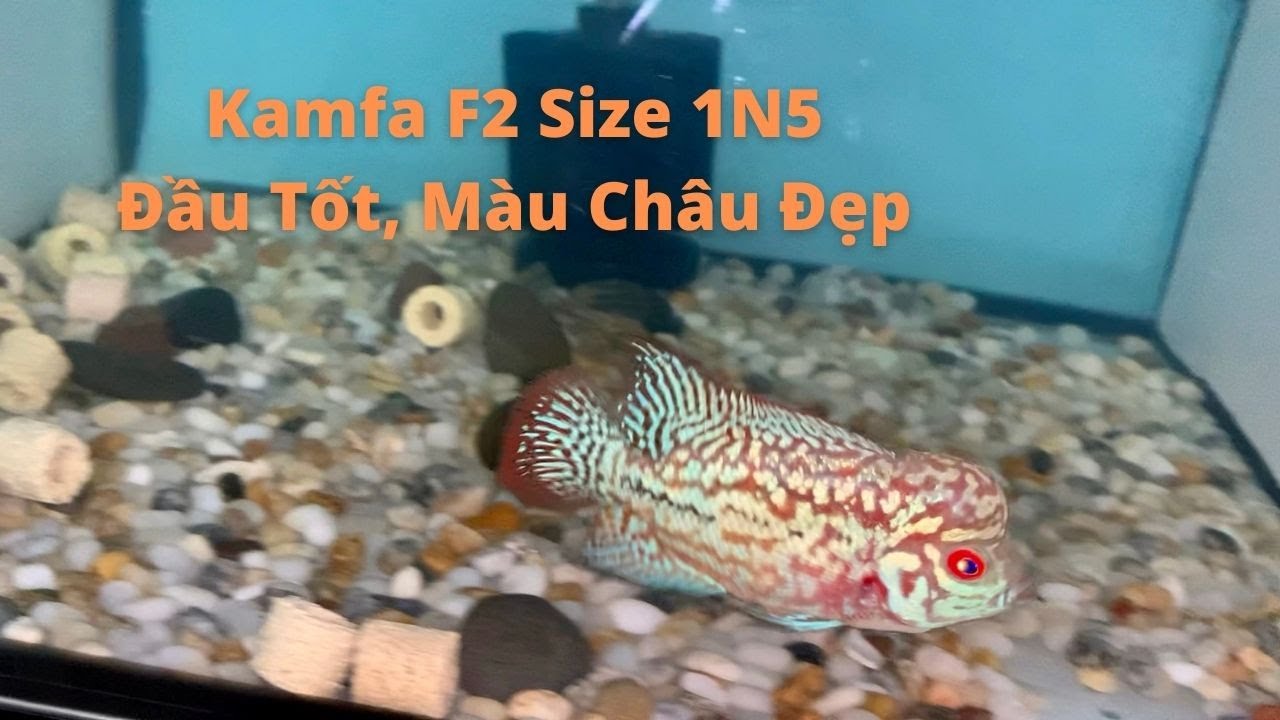 (Đ&atilde; c&oacute; chủ ) Em Kamfa Size Ng&oacute;n C&aacute;i Dễ Thương Đầu To | C&aacute; Cảnh Đại L&acirc;m Mộc