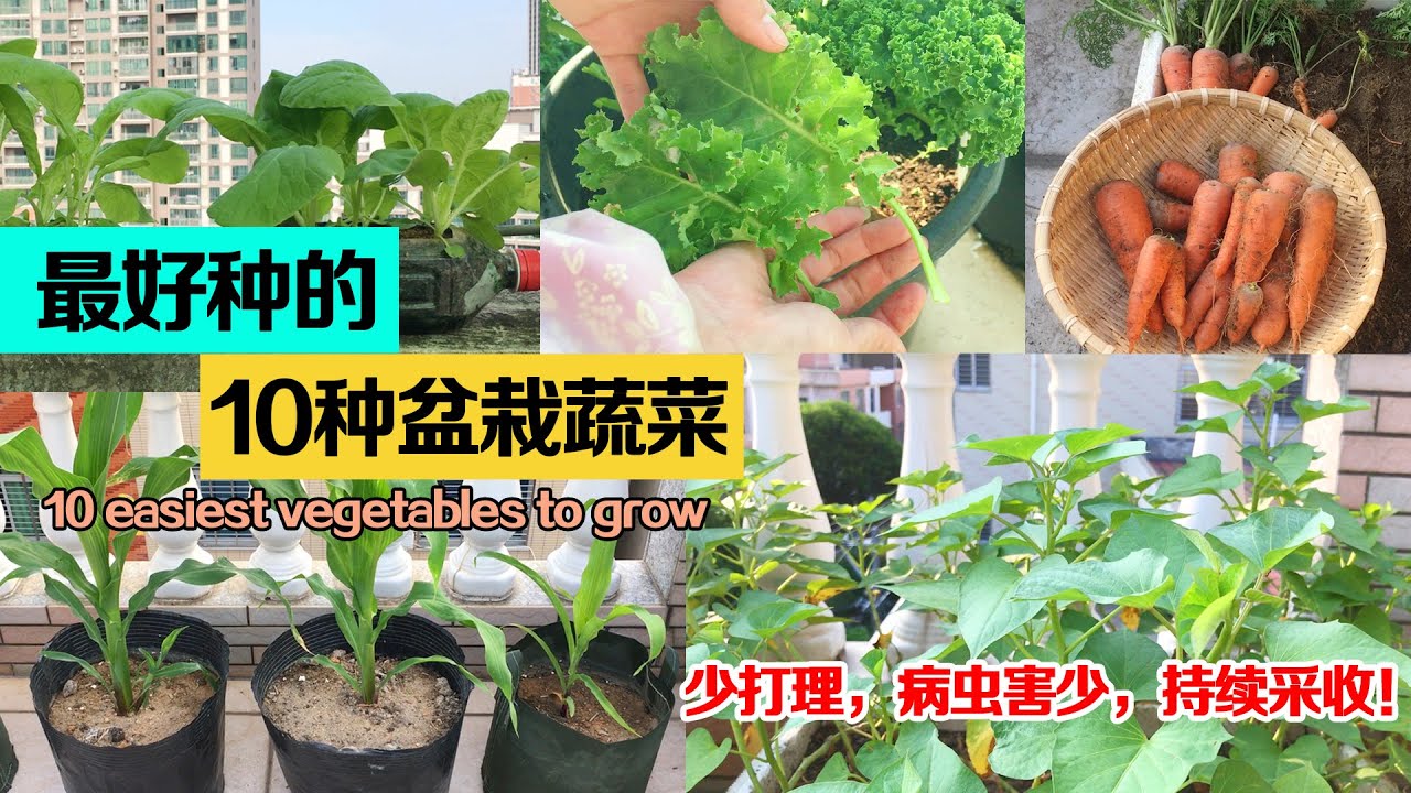 最容易种植成功的10种懒人蔬菜&mdash;&mdash;产量高，病虫害少，少打理|10 easiest vegetables to grow|最适合新手入门