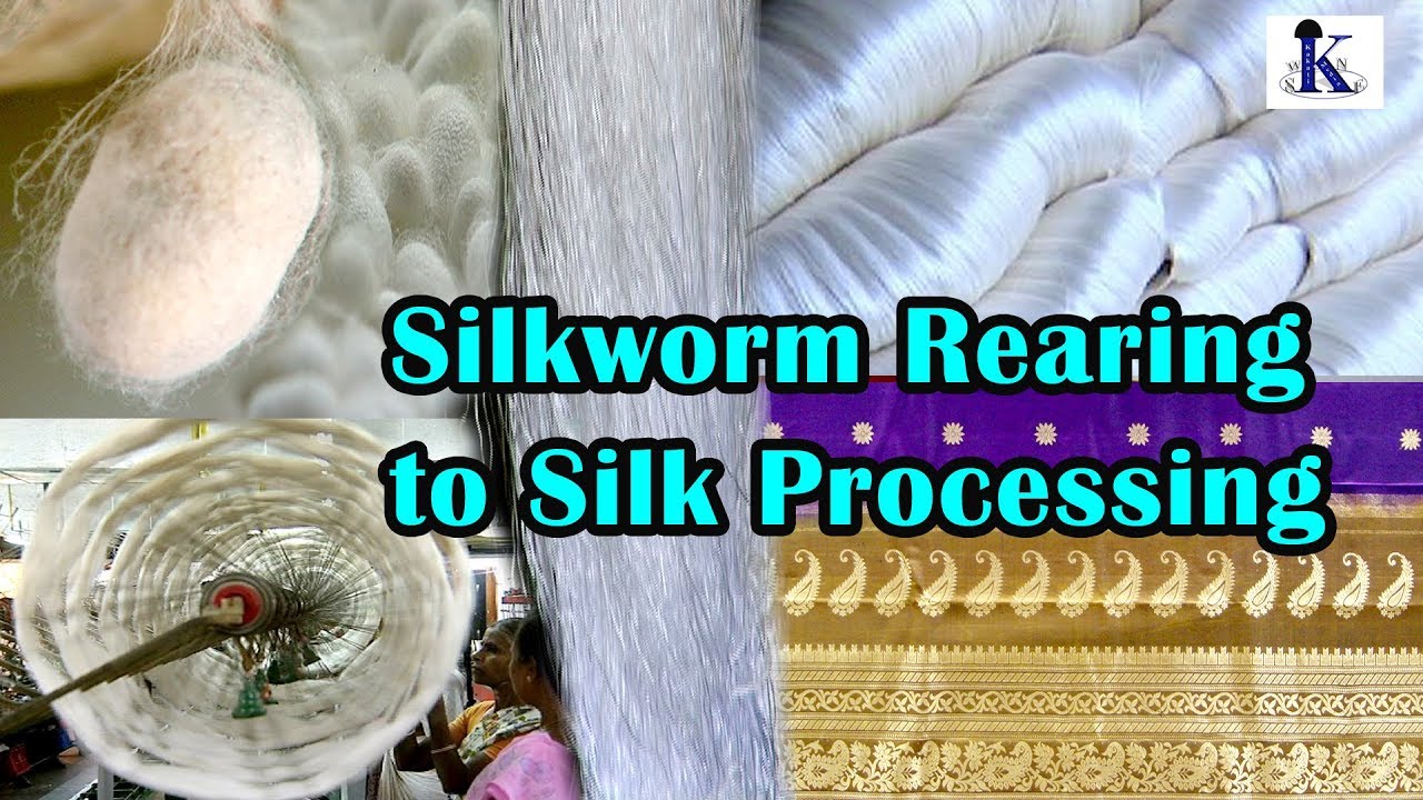 Silkworm rearing to silk processing