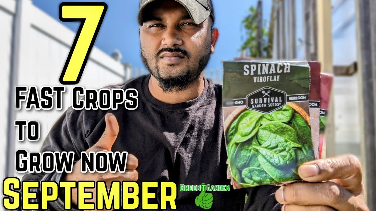 Vegetables grow in September #gardening  #longisland #fall