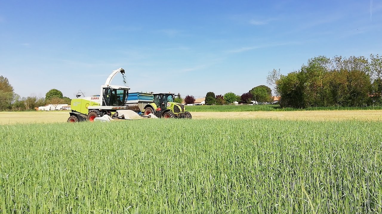 Ensilage de Céréale Immature en ENTRAIDE