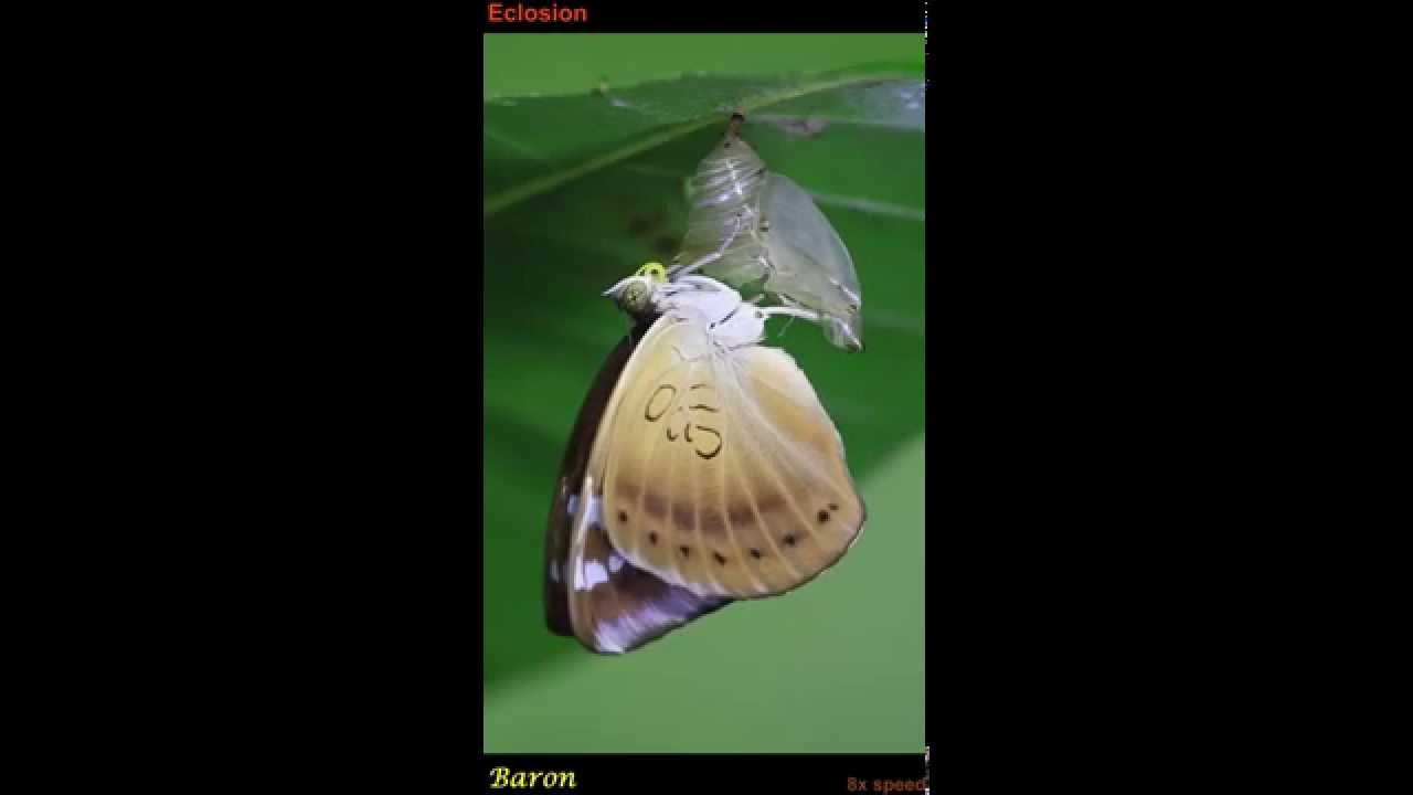 A Baron (Euthalia aconthea) butterfly emerges from its pupal case