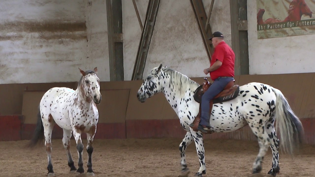 Freiheitsdressur mit Wolfgang Hellmayr