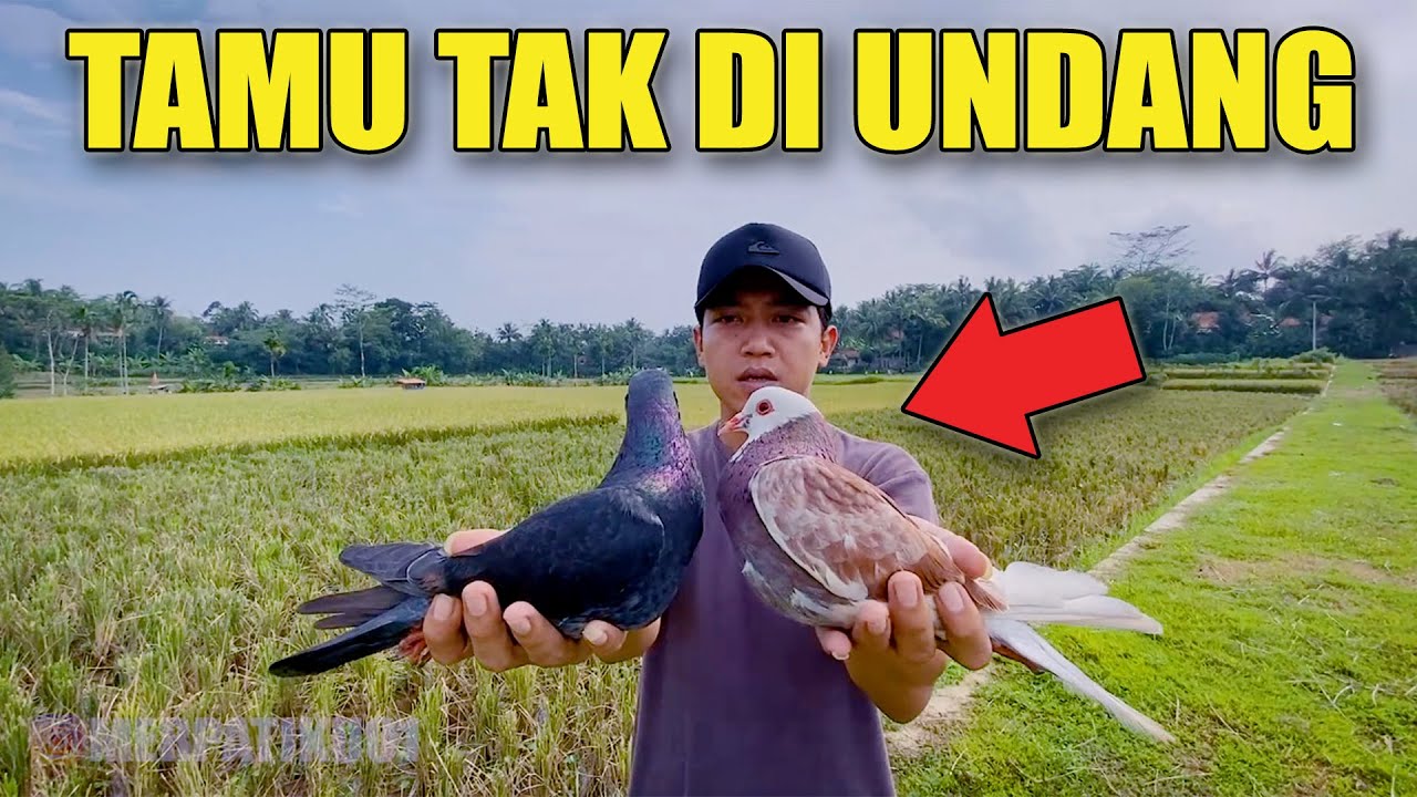 LEPAS 2 MERPATI BANDANGAN PLONTANG