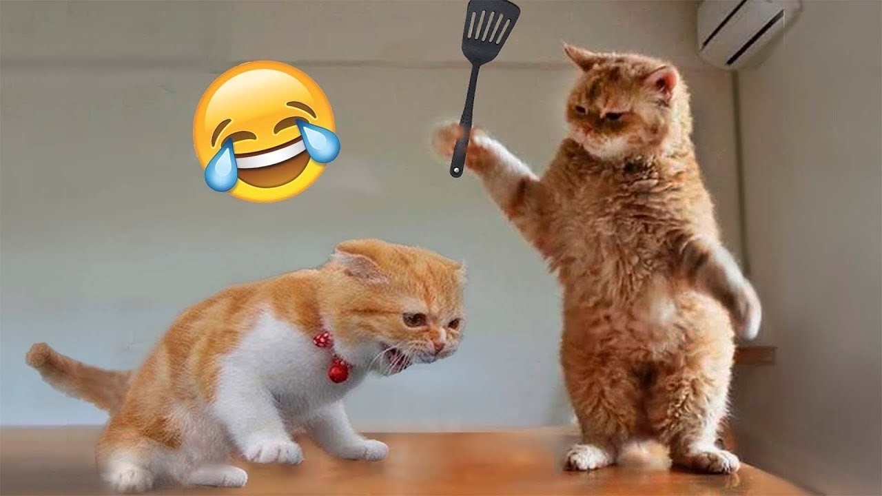 Испытание «Попробуй не засмеяться» 😂 Самые смешные кошки и собаки 2026 года 😹🐕