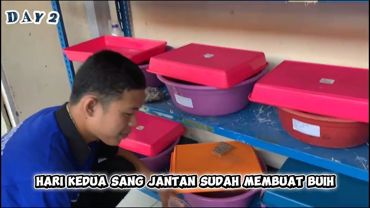  Proses Pemijahan ikan cupang (Mahachai) ( betta sp)  ||  Nafil Haidar  ||  UKK 2026