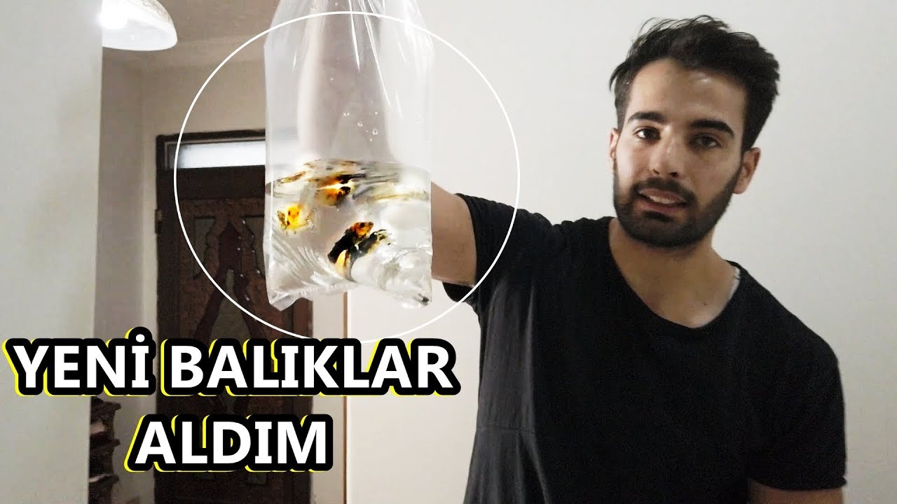 BALIK ALDIM HAMİLE ÇIKTI ! ( YENİ BALIKLAR )