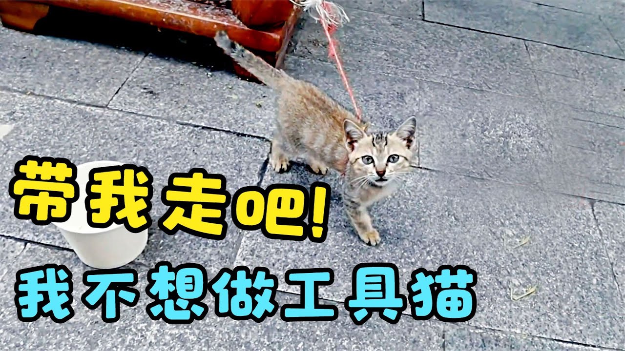 小貓白天被主人栓在馬路邊“虐待”，晚上放屋內幹活捉老鼠，多次與主人溝通也不肯賣掉！【#動物 #貓咪 #貓 #救助 #感動 #暖心 #善良 #收養 #真實故事 #寵物 #生命 #拯救 】