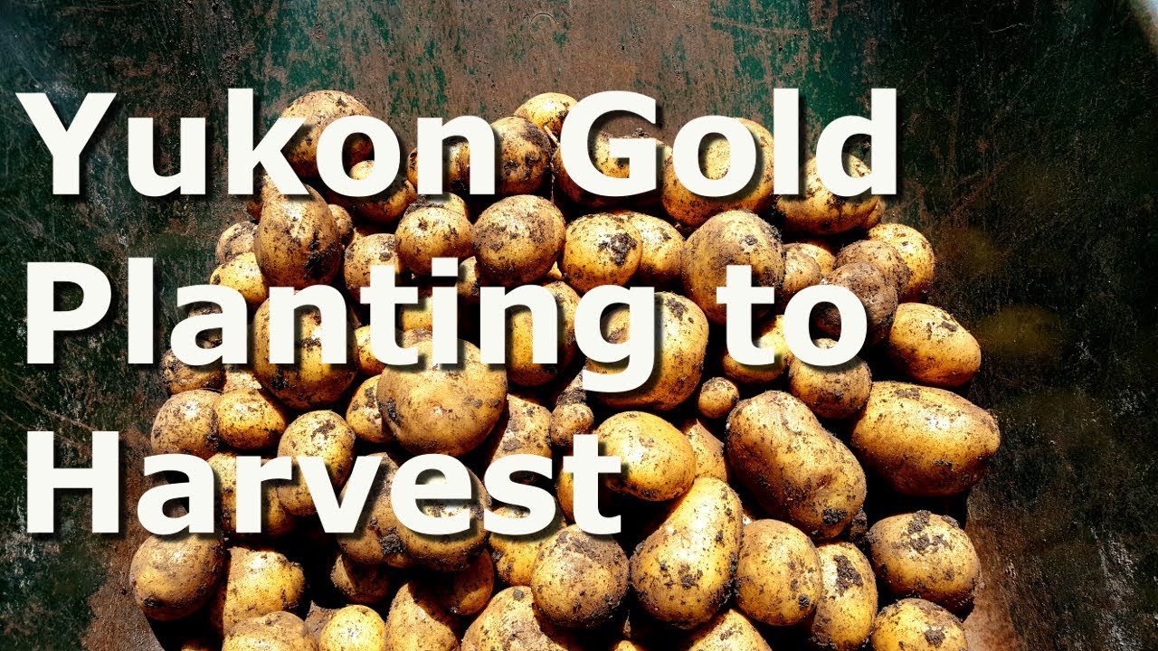 Yukon Gold Potatoes - Planting to Harvest
