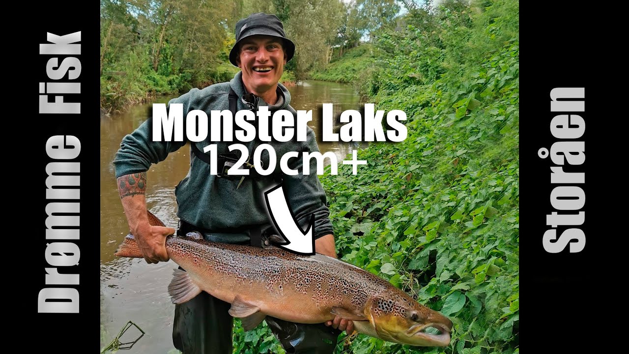MONSTER LAKS 120cm+ (Fra Storåen)