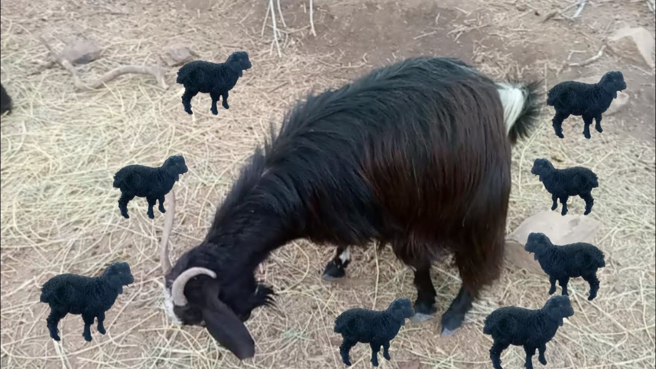 بکری حئوا نات سفی چرگی غوا خر Goats, cows, cows 2026