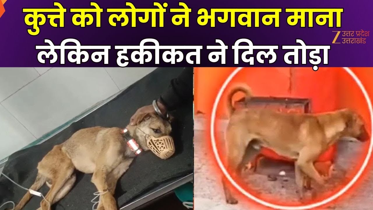 Bijnor Viral Dog News : बिजनौर से वायरल हुई घटना की सच्चाई सामने आ गई है, जान लीजिए | Zee UPUK