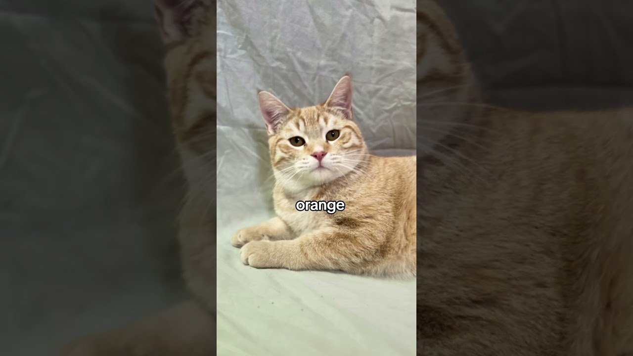 🧡SO MANY UNIQUE KITTIES 🧡