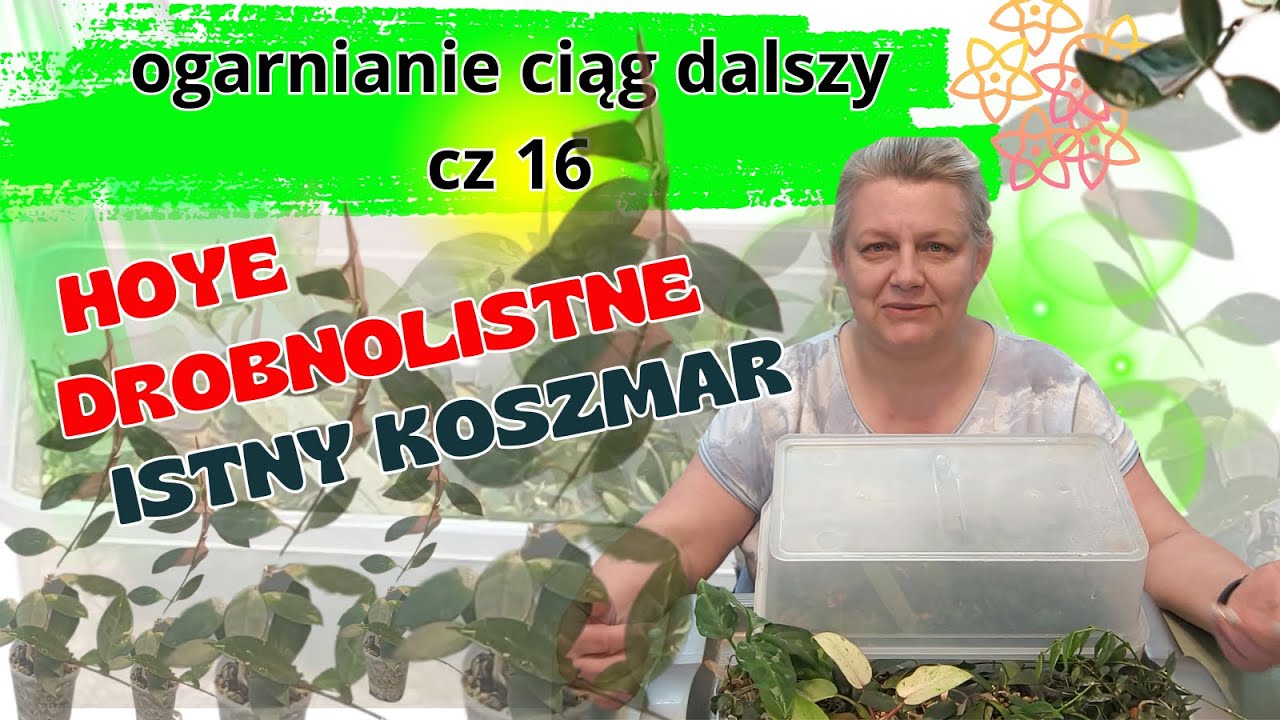 Hoye drobnolistne - mój koszmar 😱 Znowu narzekam 😏 Spociłam się jak mysz 🐀