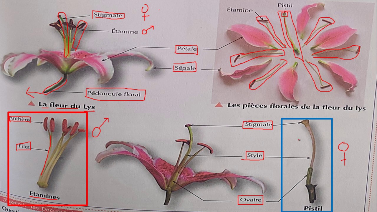 Partie1- Reproduction sexuée chez les angiospermes - BIOF - Tronc Commun - les plantes à fleurs.