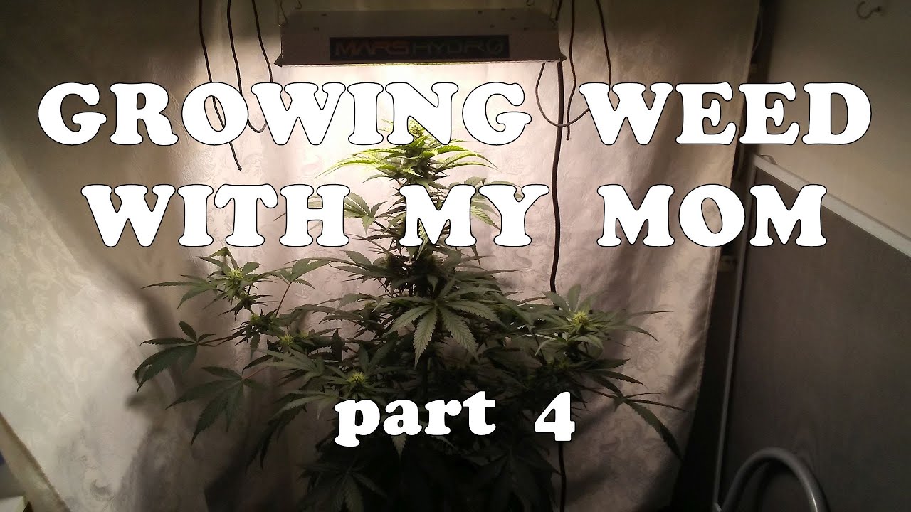 The Stretch ~ Transitioning From Veg To Flower
