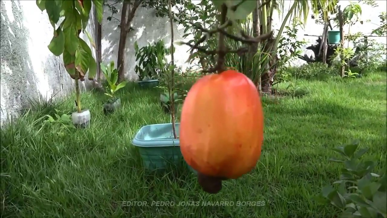 CAJU AN&Atilde;O PRECOCE...