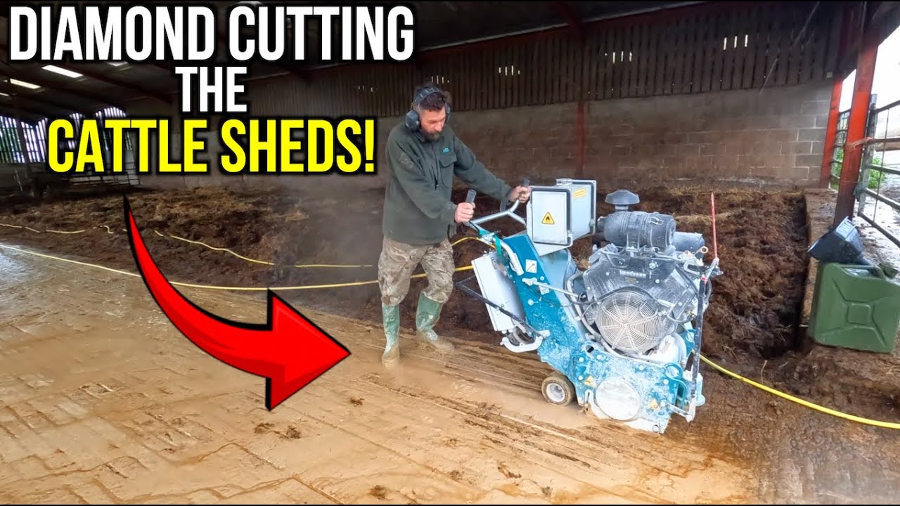 UPGRADING Our Sheds For The Cattle and Egg Collecting With Granny!