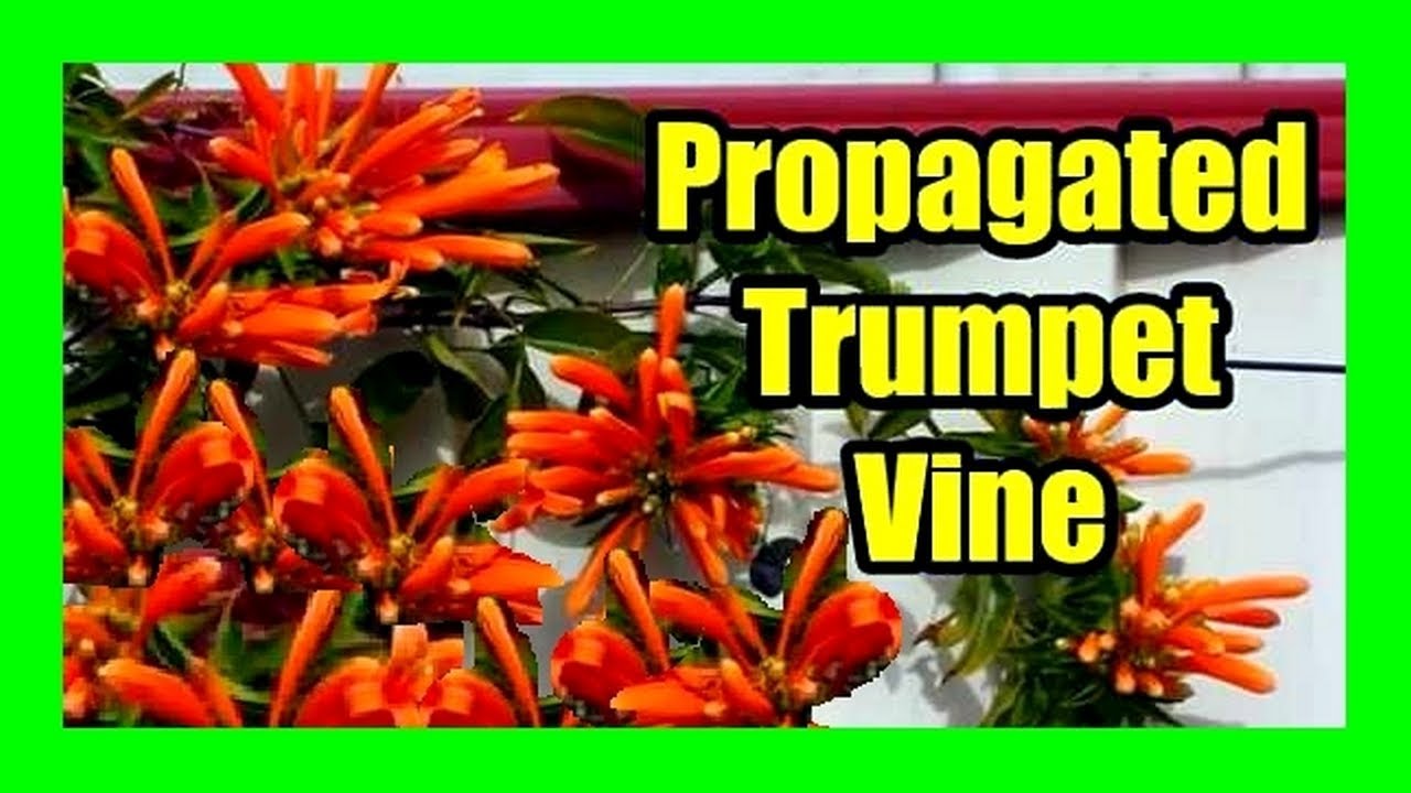 How to Grow Orange Trumpet Vine From Cuttings: Easy Orange Trumpet Vines Propagation