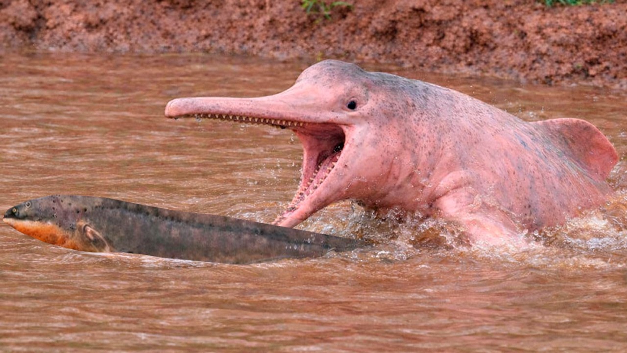 PEIXE ELÉTRICO é ATACADO SEM DÓ por BOTO! Veja no que deu na AMAZÔNIA SELVAGEM