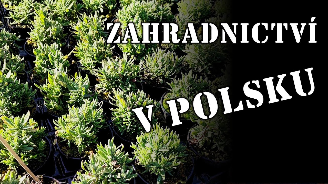 Polské zahradnictví | nákupy v Polsku