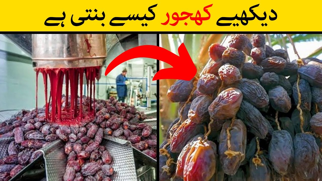 Khajur Kaise Banta Hai | See How Dates Made in the Factory | Dates Factory
