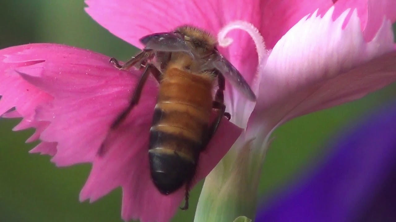 Watching Honey Bee Sucking Flower Juice is So Pleasing