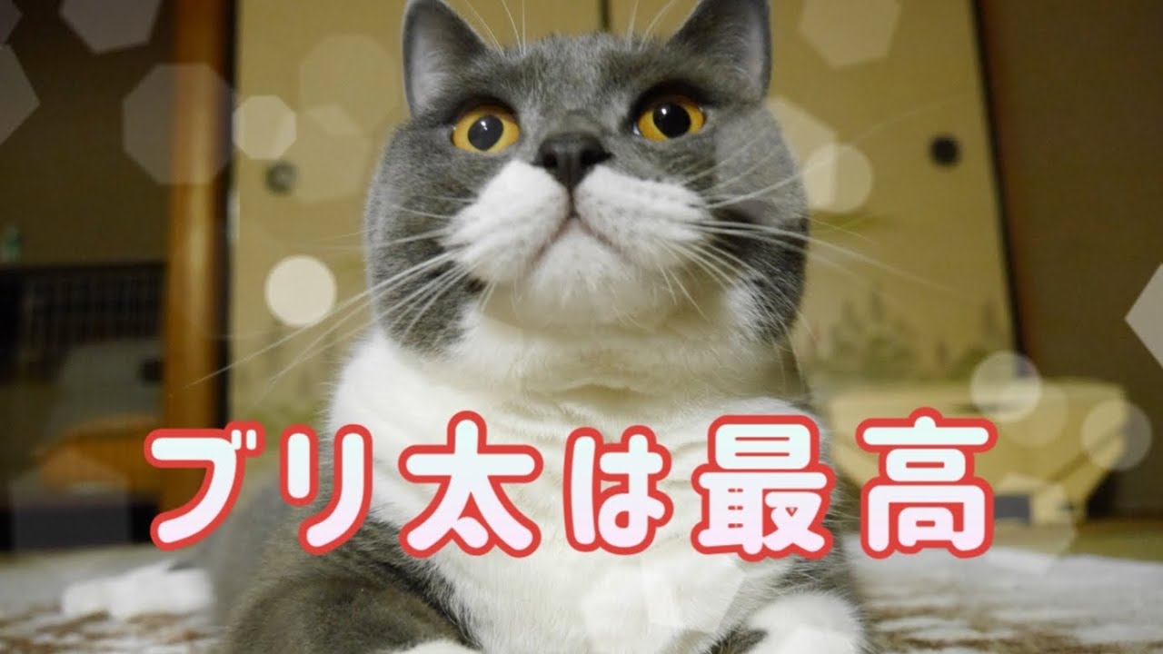 ブリちゃんはヒーローです！
