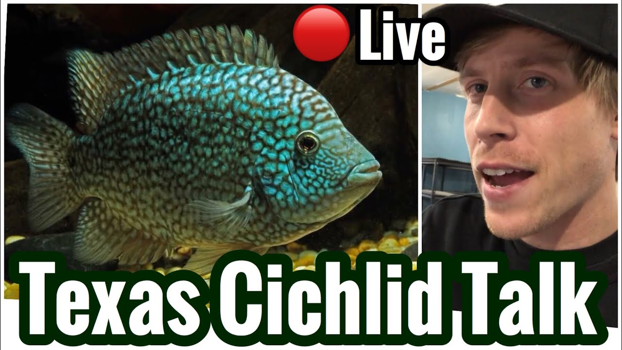 Green Texas Cichlid Q&A Livestream