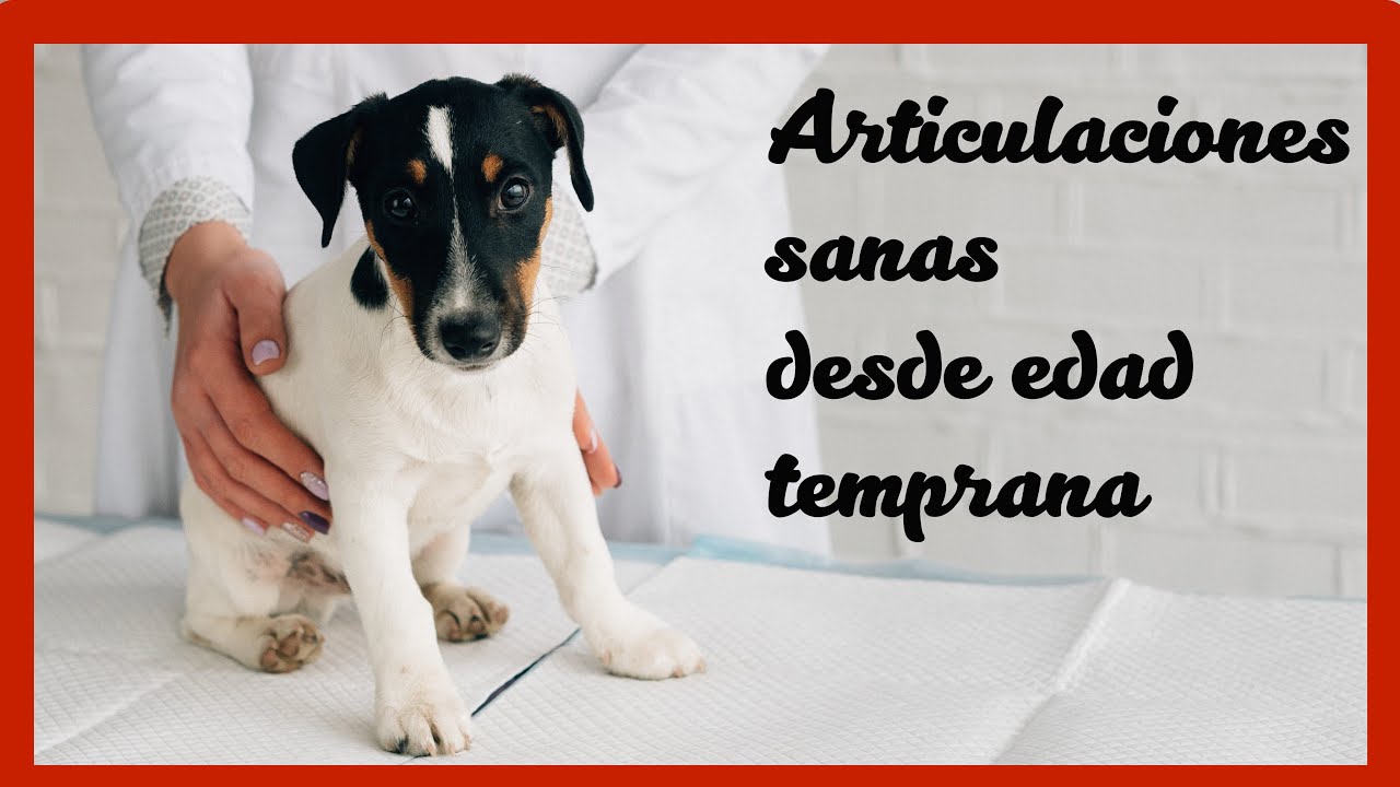 Cómo alimentar para prevenir la displasia de cadera en perros