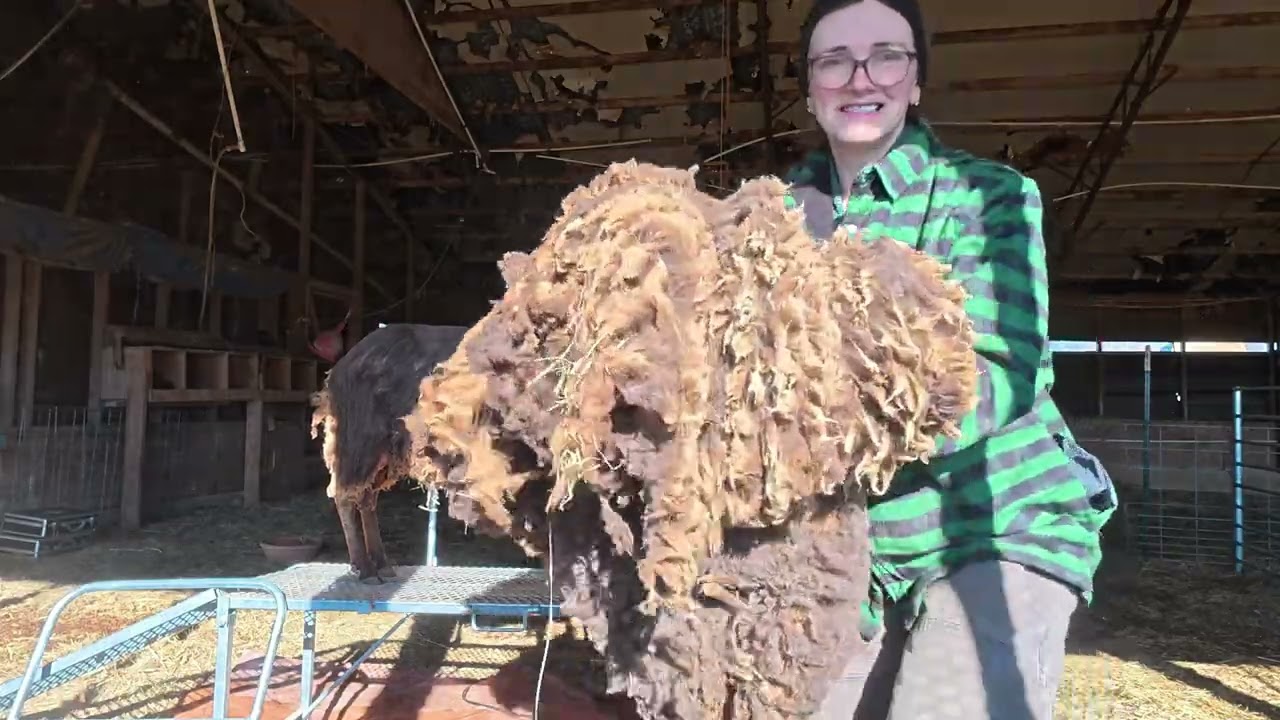 Shearing sheep: Thistle Springs Method