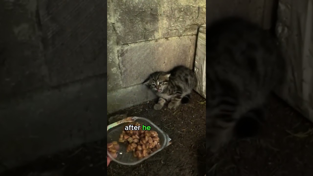 From Fear to Friendship: Unbelievable Transformation of a Feral Cat