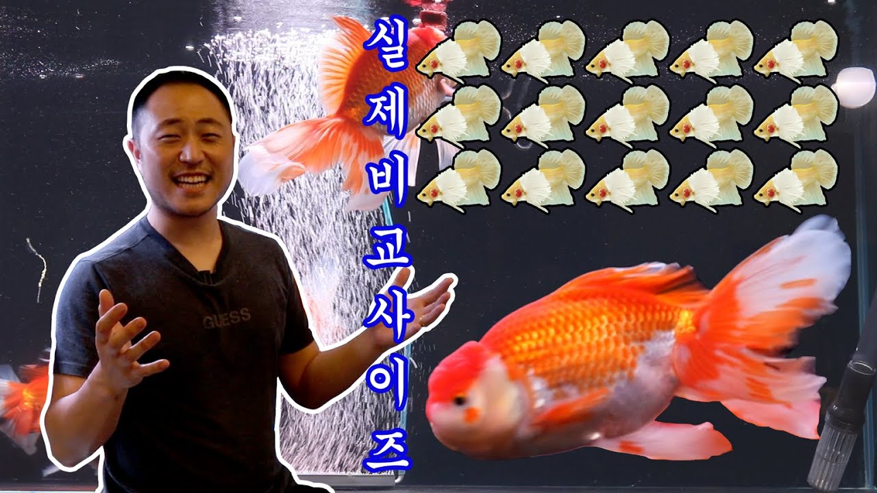 드디어 한국 상륙한 초 거대 금붕어! 압도적인 크기의  | 나가스 점보 오란다 ジャンボオランダ | 일본 금붕어 | 금붕어종류 | 금붕어 매니아라면