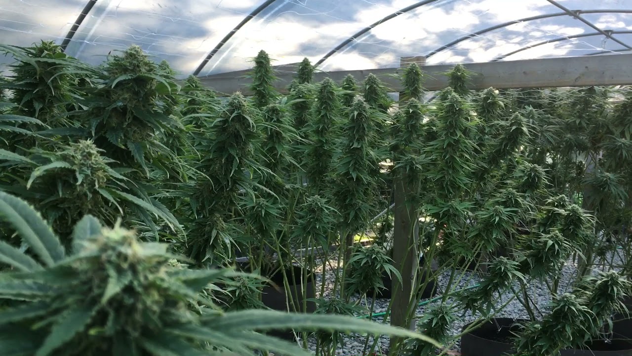 Sweet Relief Medical Marijuana Harvest