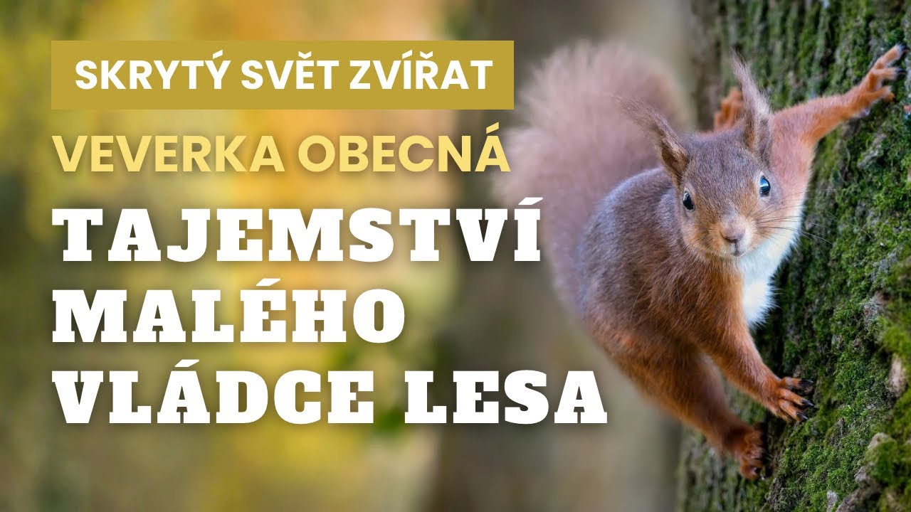 Veverka obecná: Malý akrobat, který mění celý les