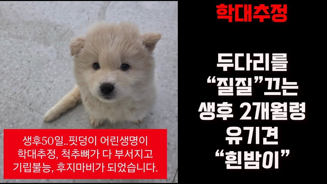 생후2개월/ 학대추정 척추골절,하지마비 유기견 흰밤이/ 병원비 도와주실 천사님들 코코코코코먼 /3월14일 저녁 라이브 소통방송