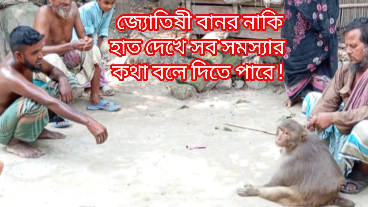 জ্যোতিষী বানর নাকি হাত দেখে সব সমস্যার কথা বলে দিতে পারে  |#video #viralvideo