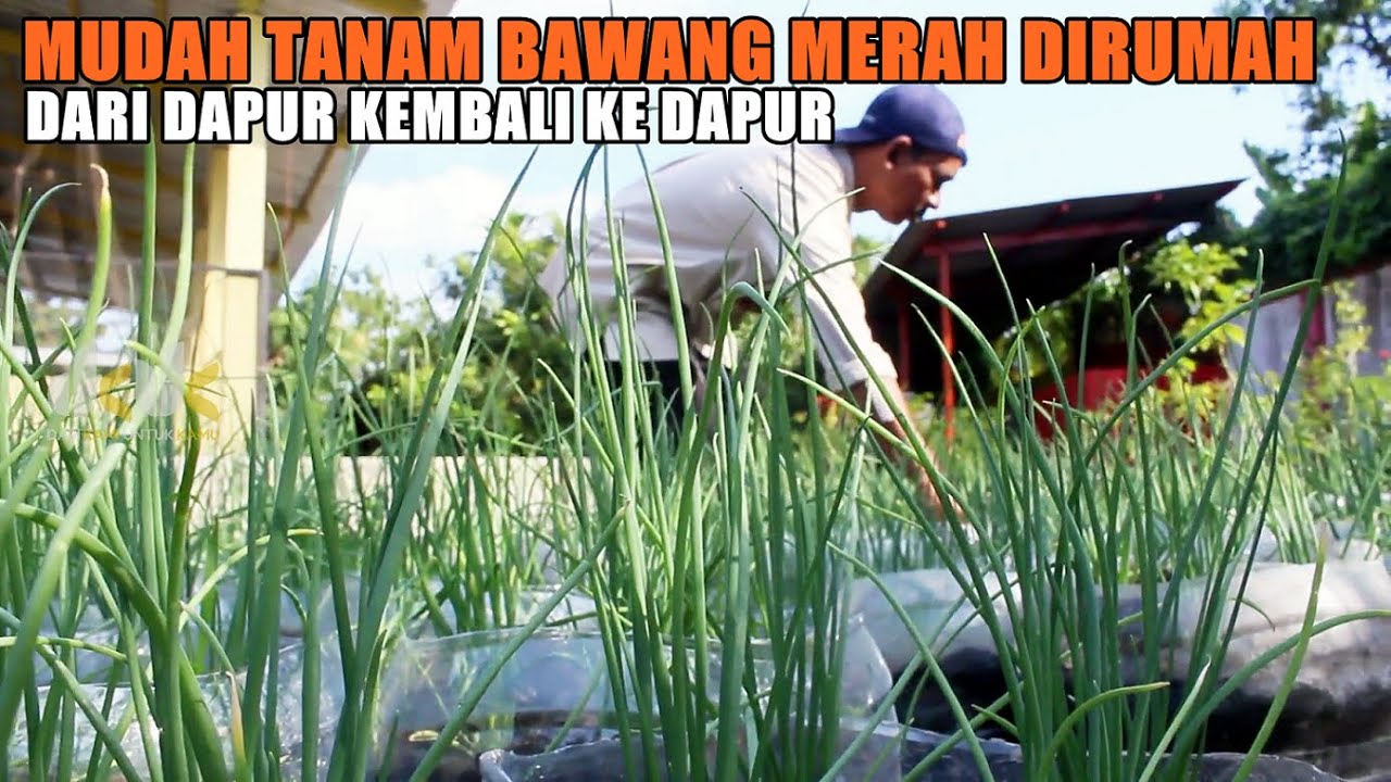 Tak Usah Beli Lagi, Mudah dan Praktis Tanam Bawang Merah di Pekarangan Rumah
