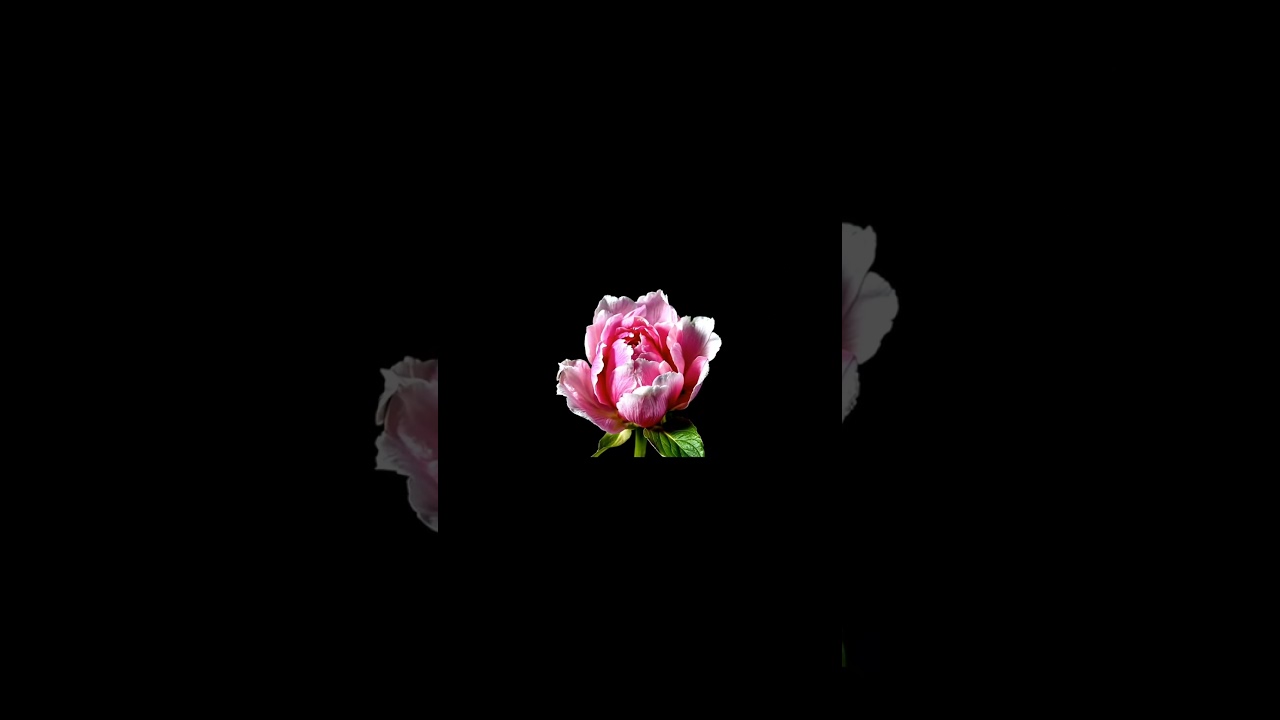 🌸 Pink Peony Aesthetic 🧘 Focus & Calming Vibe ✨ 