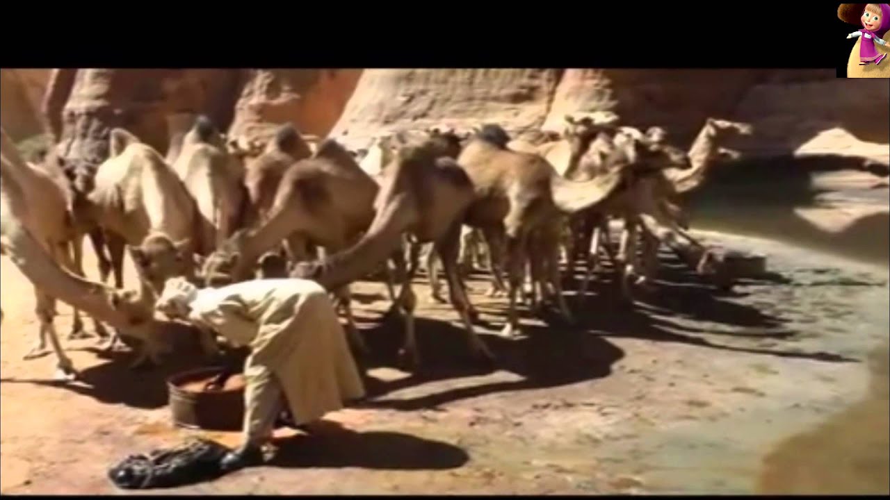 Верблюжий водопой,Camel watering.