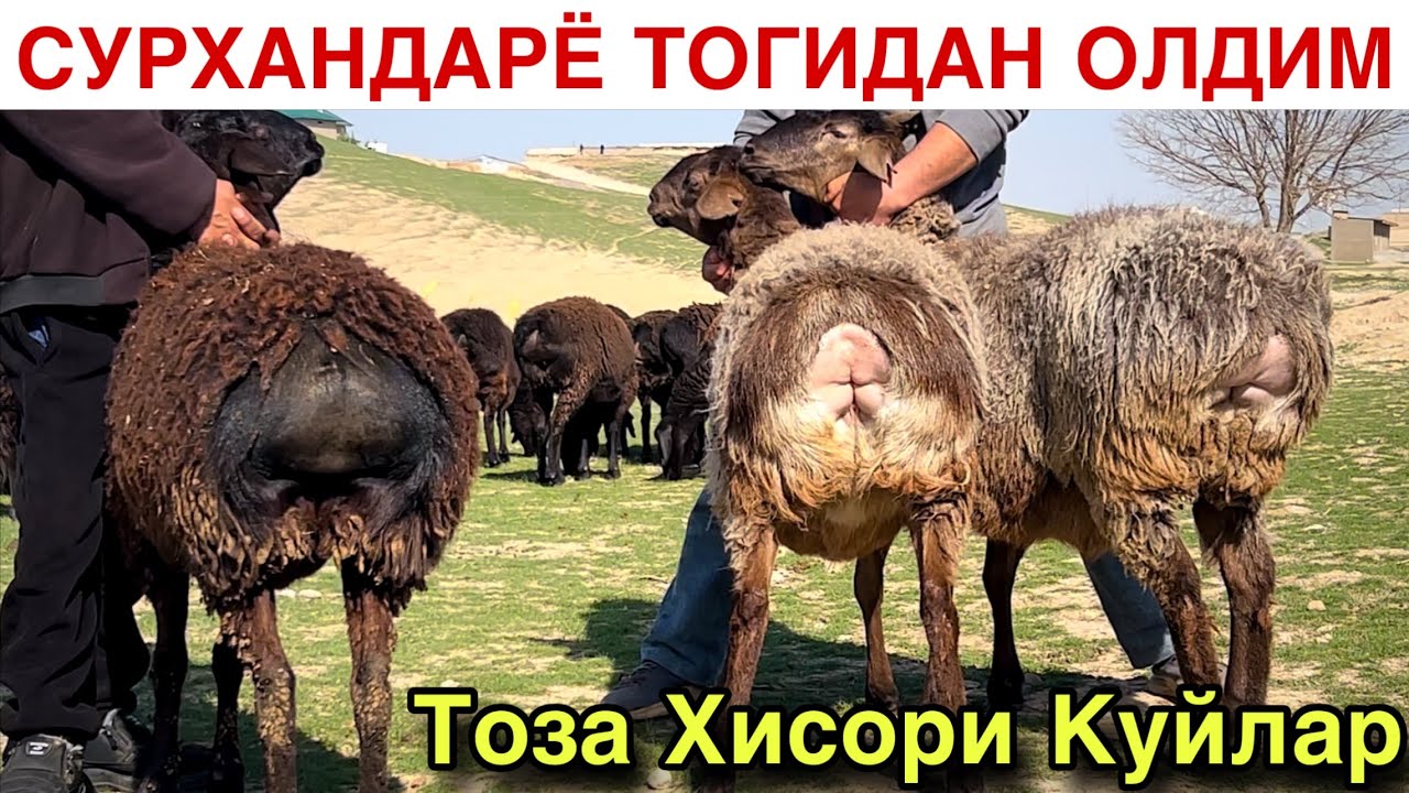 Тоглардан Тушди! ☎️+998 991208538