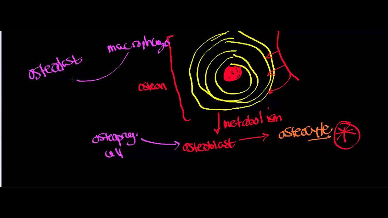 Intramembranous Ossification