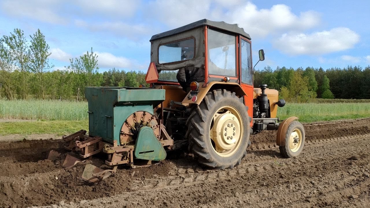 Sadzenie ziemniaków 2024 Ursus C 330 i czeska sadzarka w akcji