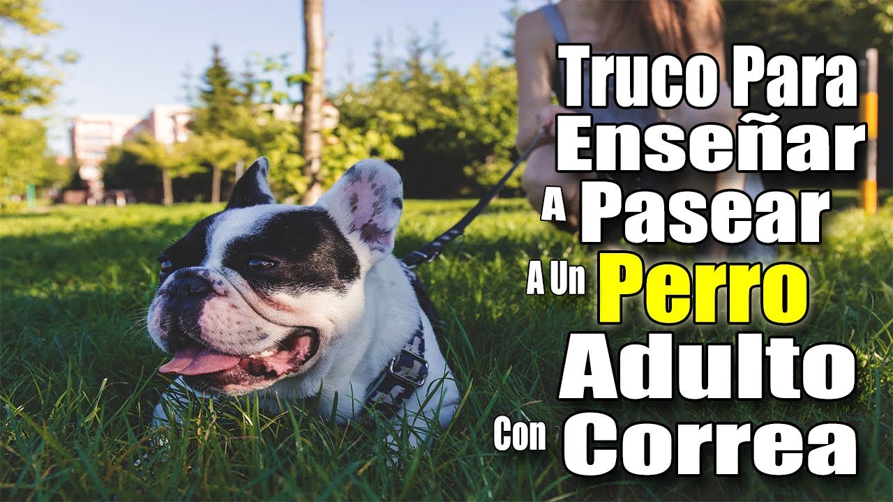 MIRA COMO ENSE&Ntilde;AR A PASEAR A UN PERRO ADULTO CON CORREA