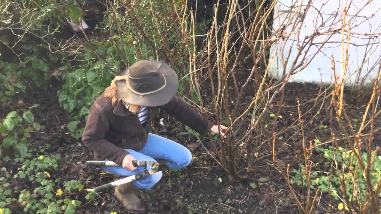 Pruning redcurrants