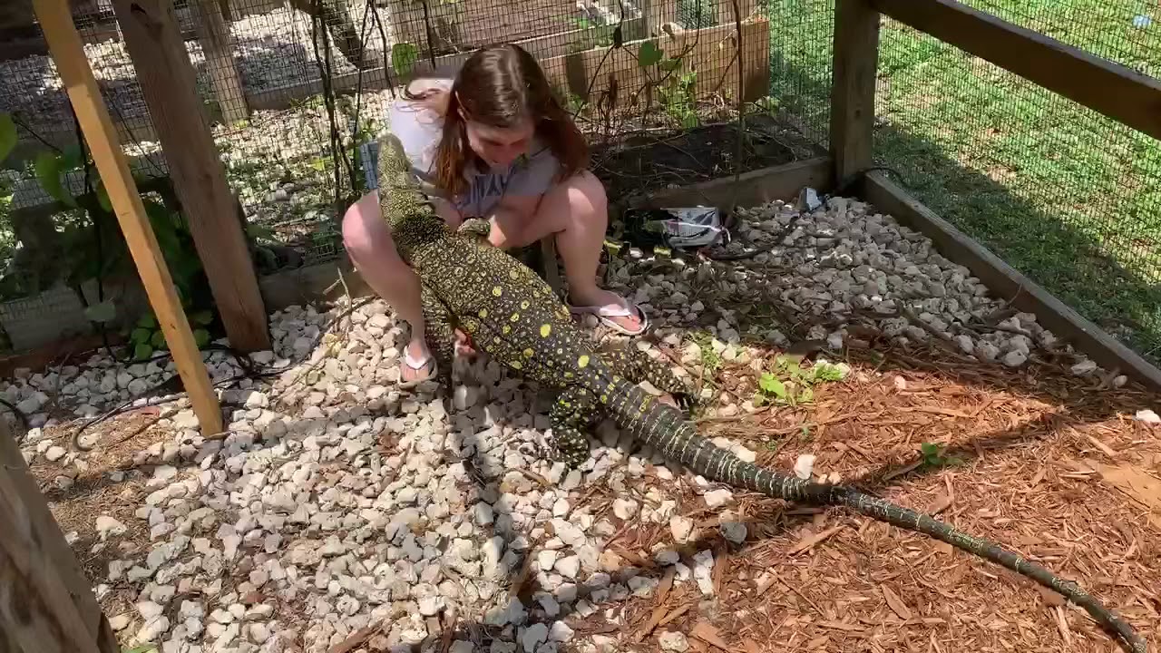 Crocodile Monitor Love