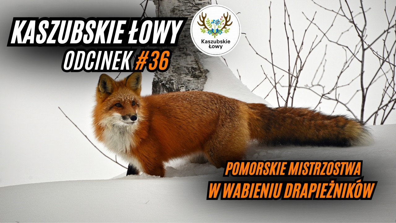 Kaszubskie Łowy #36 Pomorskie Mistrzostwa w Wabieniu Drapieżników. Predator Hunting.